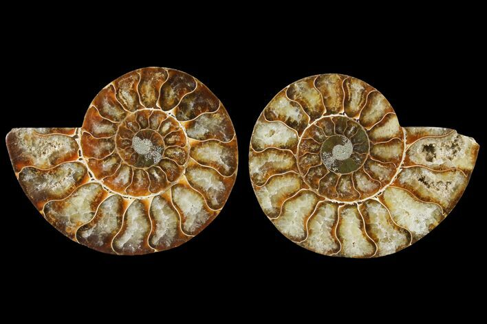Sliced Ammonite Fossil - Agatized #125007